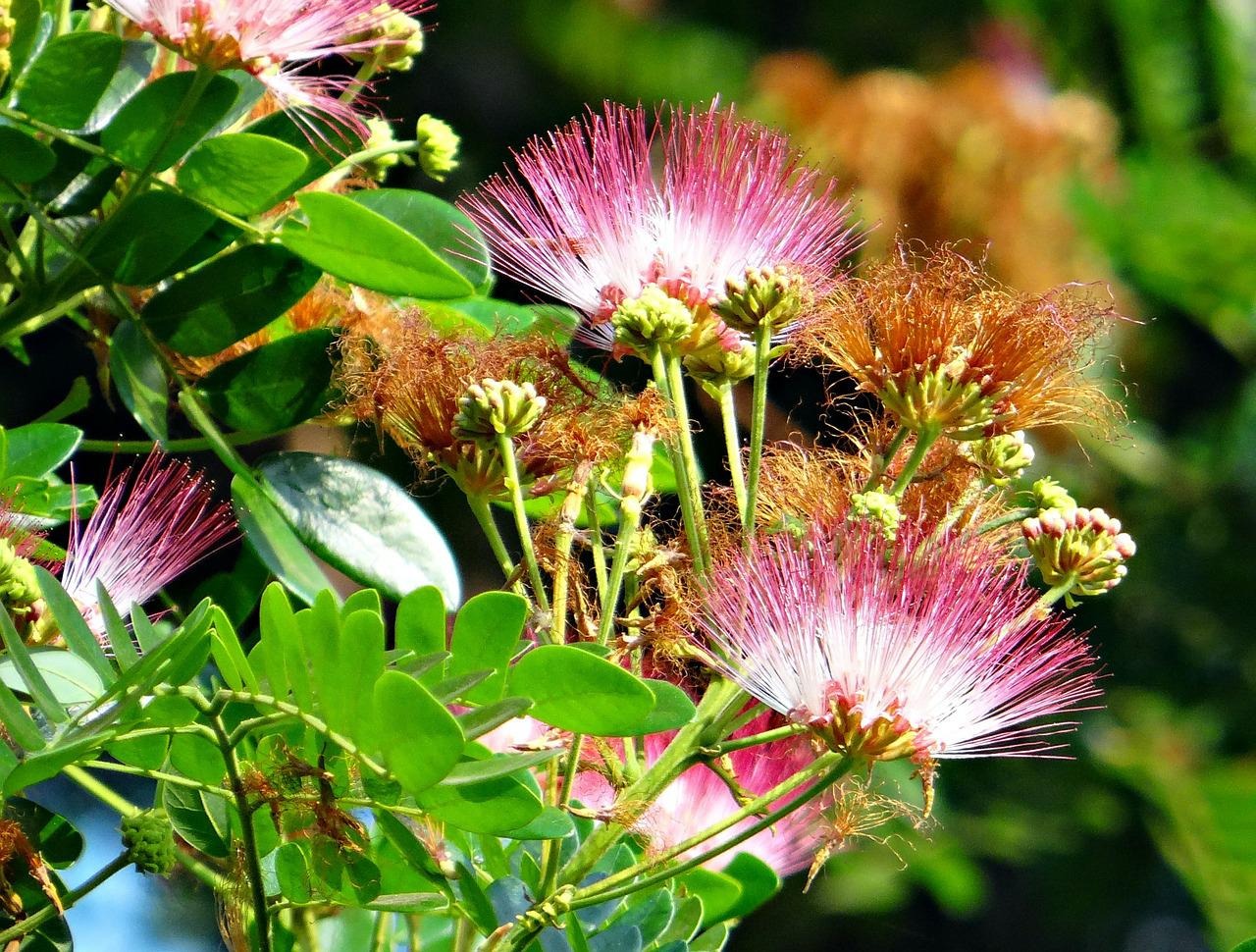Adopter l’albizia dans votre jardin!