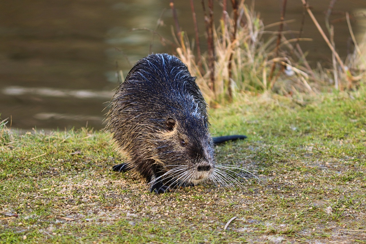 De bons conseils pour se débarrasser des rats taupiers