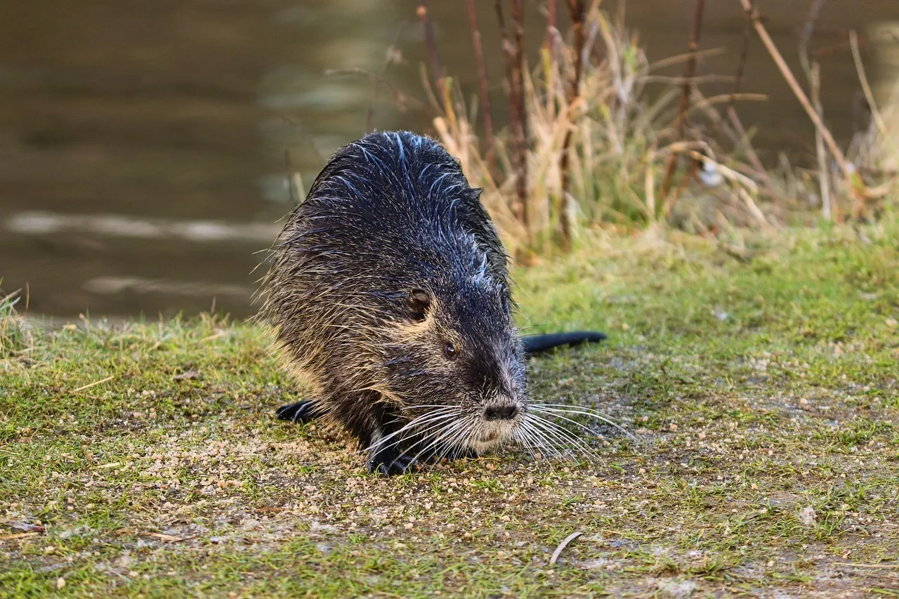 De bons conseils pour se débarrasser des rats taupiers