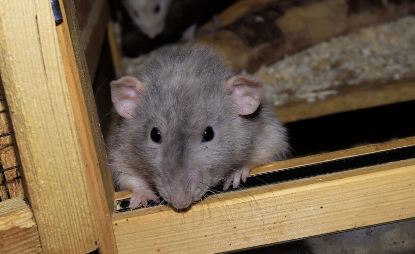souris