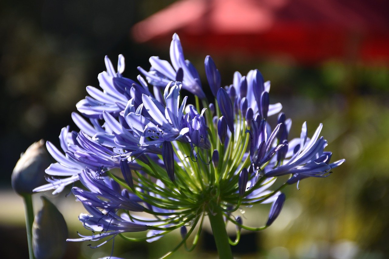 Comment sublimer votre espace extérieur grâce à l’agapanthe ?