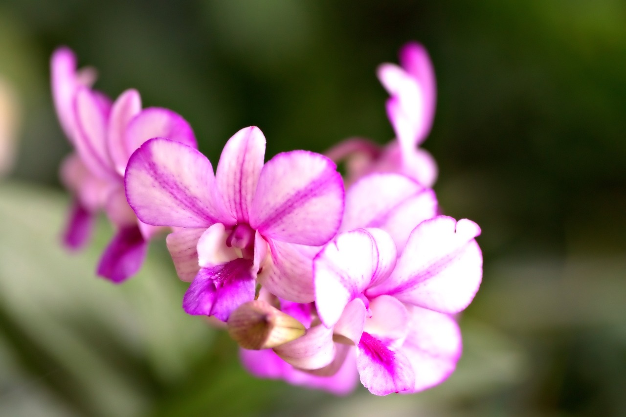 Guide pratique : comment bien arroser votre orchidée à domicile ?