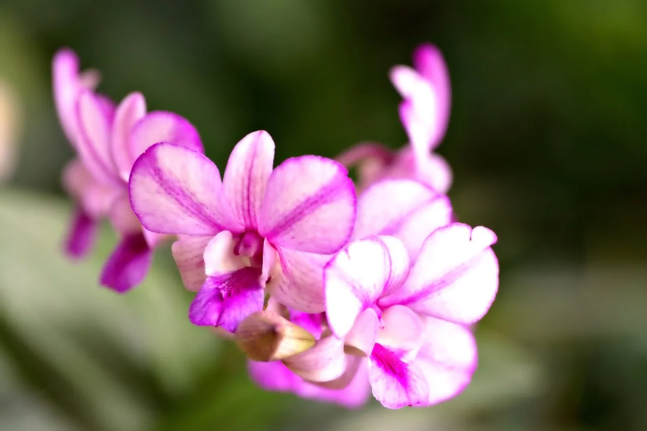 Guide pratique : comment bien arroser votre orchidée à domicile ?
