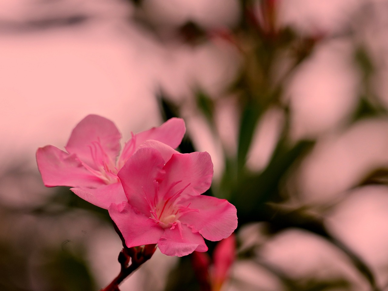 Devenez expert en taille de laurier rose en quelques étapes simples