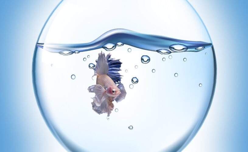 Installer_un_aquarium