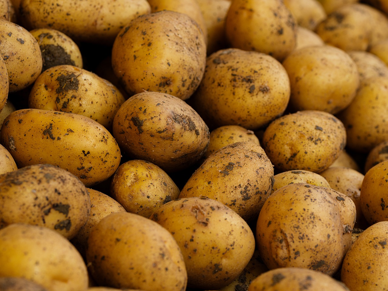Découvrons : les dangers potentiels de manger des pommes de terre germées et molles