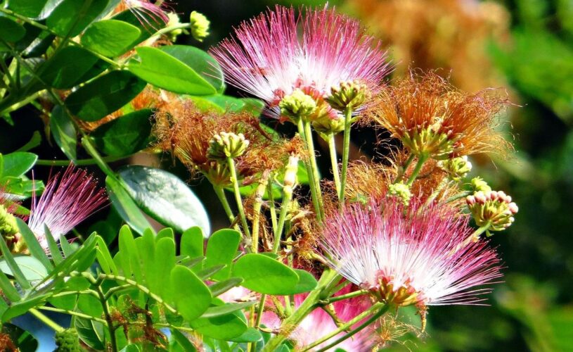 Adopter_l’albizia_dans_votre_jardin!