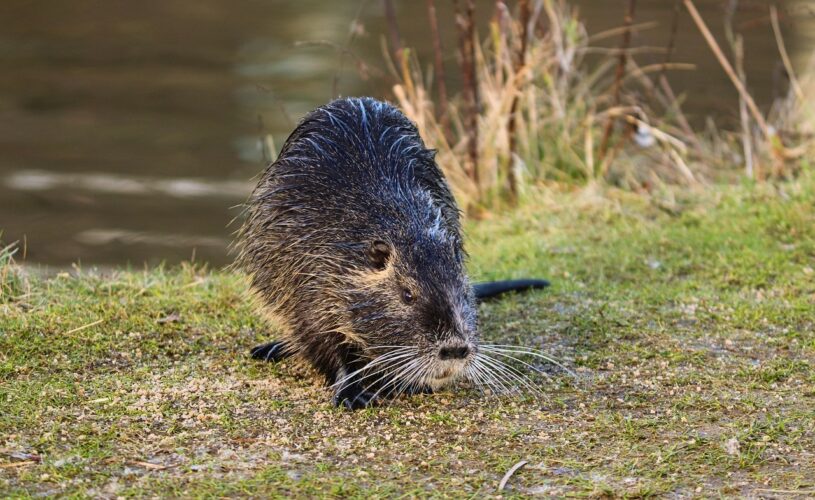 De_bons_conseils_pour_se_débarrasser_des_rats_taupiers