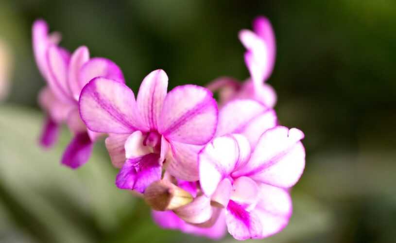 Guide_pratique_:_comment_bien_arroser_votre_orchidée_à_domicile_?