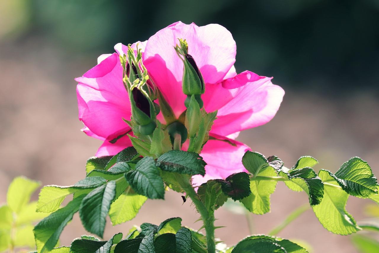 Tout sur le rosier Dee