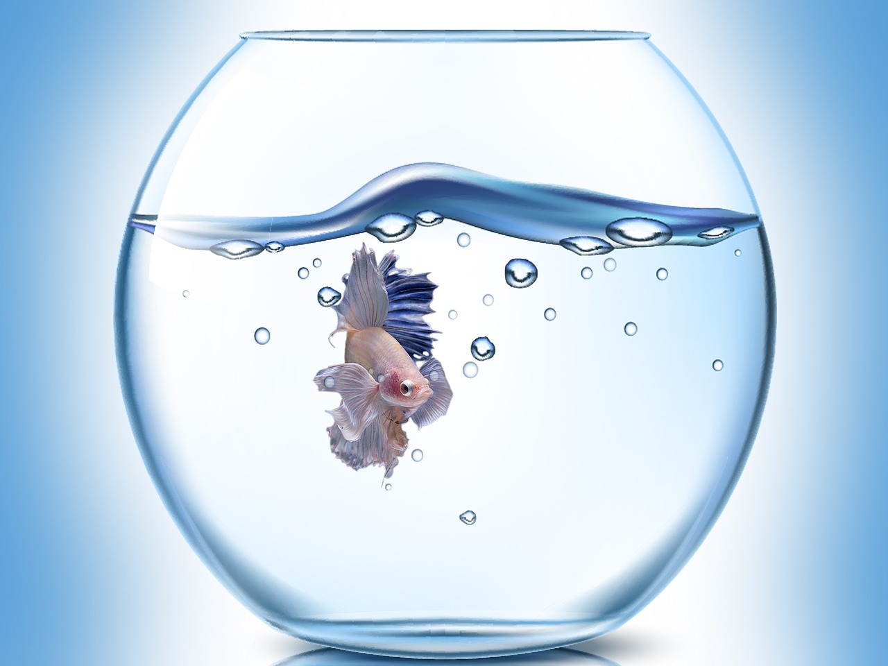 Installer un aquarium