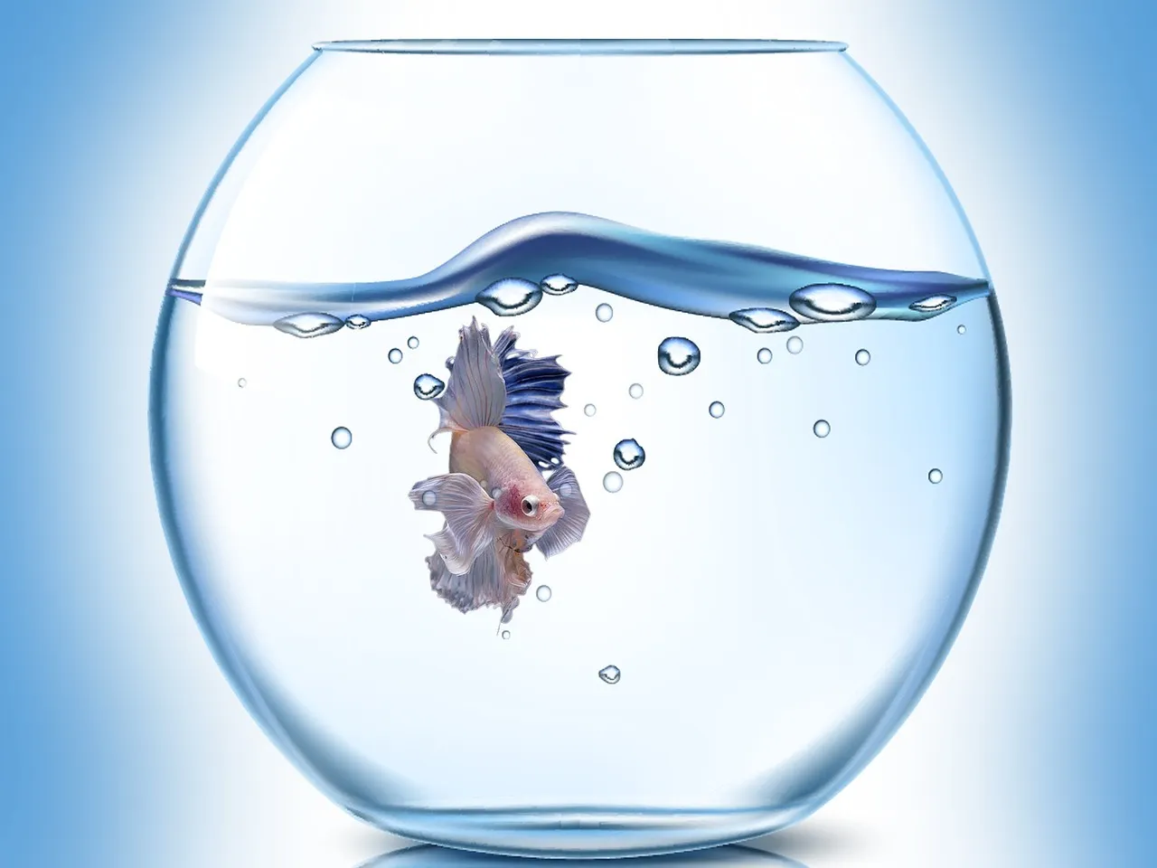 Installer un aquarium