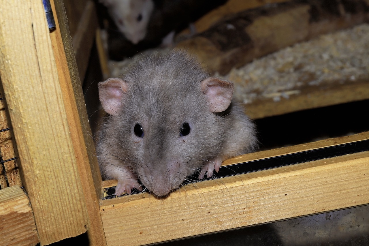 La dératisation d’urgence pour les rats et les souris