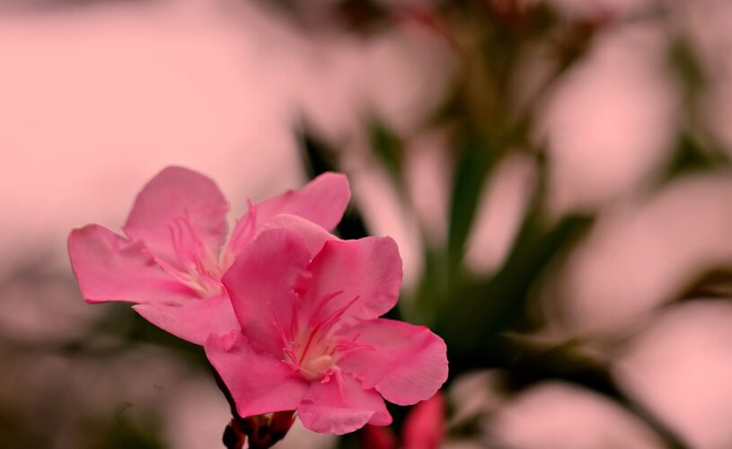 Devenez_expert_en_taille_de_laurier_rose_en_quelques_étapes_simples
