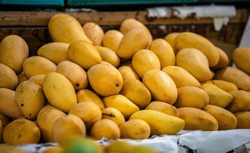 Transformer_un_noyau_de_mangue_en_plante_:_comment_faire_à_la_maison_?