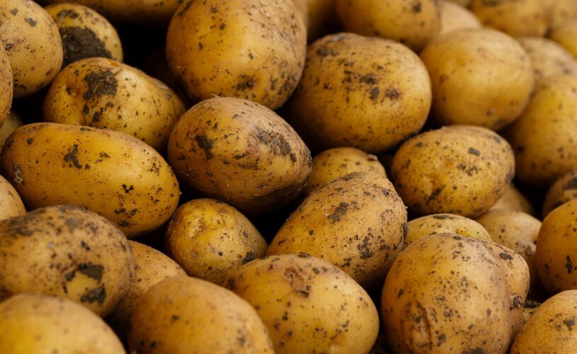 Découvrons_:_les_dangers_potentiels_de_manger_des_pommes_de_terre_germées_et_molles