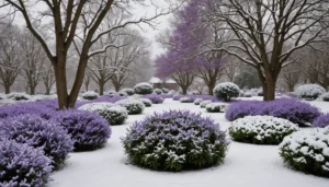 buisson résistant à l’hiver à fleurs violettes